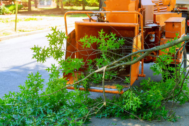 Tree Removal for Businesses in Royston, GA